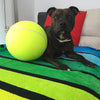 AmStaff Ball 24cm - ILoveMyStaff